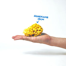 Load image into Gallery viewer, A 10cm Honeycomb Sea Sponge on a hand
