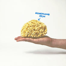 画像をギャラリービューアに読み込む, A 15cm Honeycomb Sea Sponge on a hand
