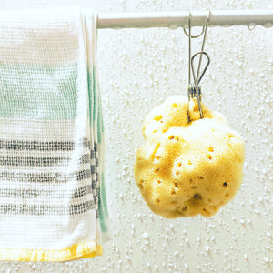 Sea Sponge Set - Medium