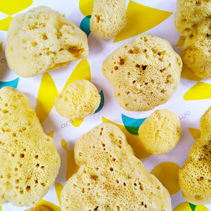 A collection of silk sea sponges of varying sizes and shapes