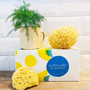 Sea Sponge Set - Medium